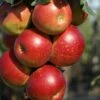 Zwerg-Säulenapfel 'Peke' ® -Günstiges Garten Zart Geschäft zwerg saeulenapfel peke m090122 h 0