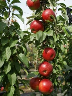 Zwerg-Säulenapfel 'Peke' ® -Günstiges Garten Zart Geschäft zwerg saeulenapfel peke m090122 w 1