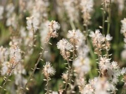 Ahornblättrige Silberkerze 'Compacta'