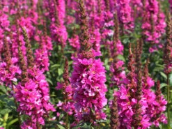 Zwerg-Weiderich 'Little Robert' -Günstiges Garten Zart Geschäft zwerg weiderich little robert m078560 w 1