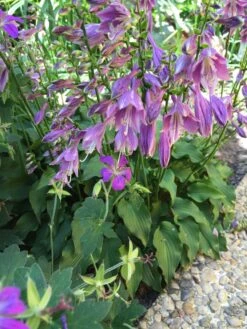 Zwergige Funkie -Günstiges Garten Zart Geschäft zwergige funkie m059072 401538 0