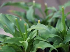 Zwergige Funkie -Günstiges Garten Zart Geschäft zwergige funkie m059072 w 0