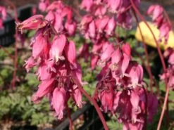 Zwergige Herzblume 'Luxuriant'