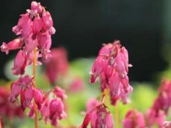 Zwergige Herzblume 'Luxuriant' 11 Zwergige Herzblume 'Luxuriant' -Günstiges Garten Zart Geschäft zwergige herzblume luxuriant m074211 w 0