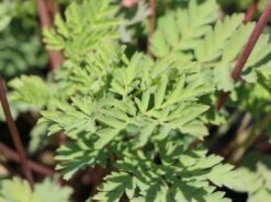 Zwergige Herzblume 'Luxuriant' 9 Zwergige Herzblume 'Luxuriant' -Günstiges Garten Zart Geschäft zwergige herzblume luxuriant m074211 w 1