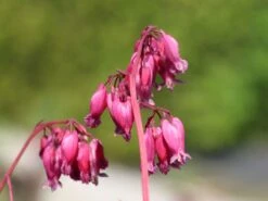 Zwergige Herzblume 'Luxuriant' 10 Zwergige Herzblume 'Luxuriant' -Günstiges Garten Zart Geschäft zwergige herzblume luxuriant m074211 w 2