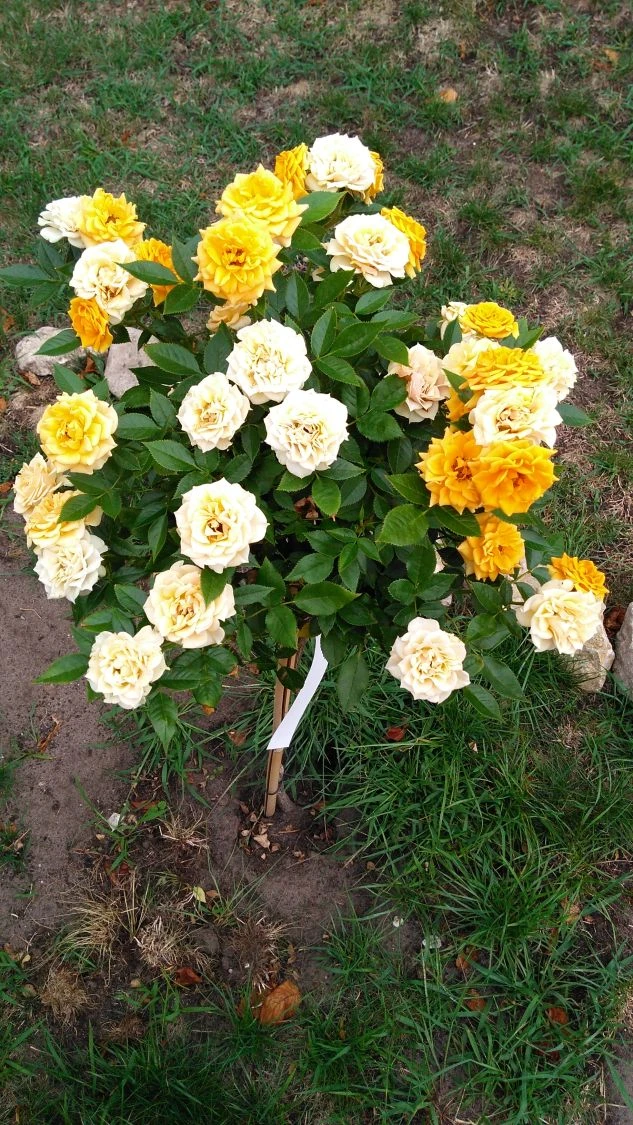 Zwergrose 'Apricot Clementine' ® 12 Zwergrose 'Apricot Clementine' ® – Bild 10