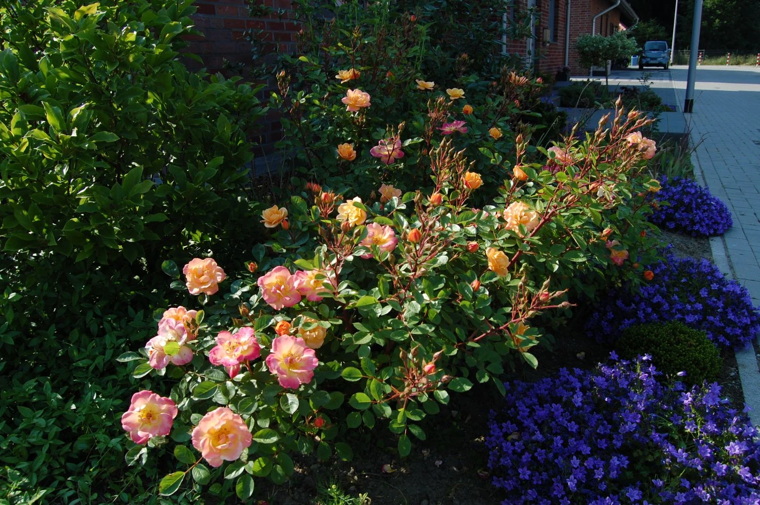 Zwergrose 'Apricot Clementine' ® 13 Zwergrose 'Apricot Clementine' ® – Bild 11