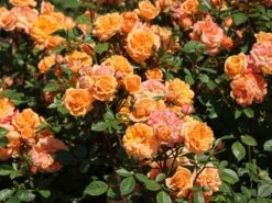 Zwergrose 'Apricot Clementine' ®