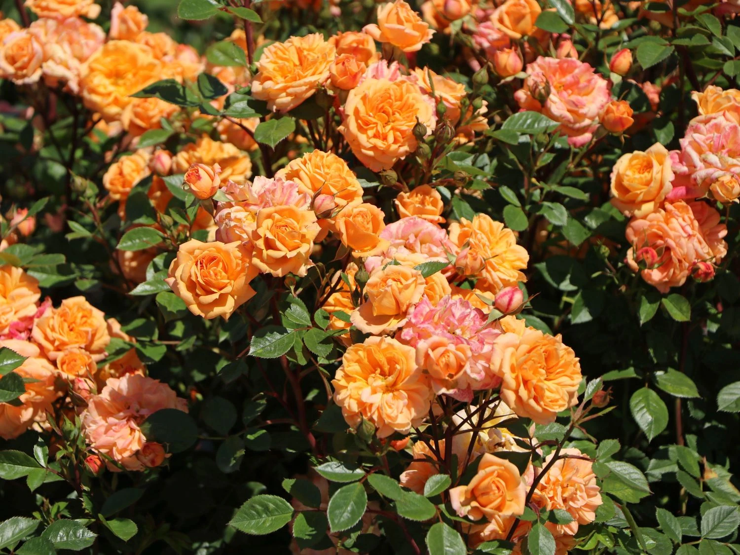 Zwergrose 'Apricot Clementine' ® 3 Zwergrose 'Apricot Clementine' ®