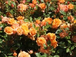 Zwergrose 'Apricot Clementine' ® 20 Zwergrose 'Apricot Clementine' ® -Günstiges Garten Zart Geschäft zwergrose apricot clementine m005772 w 0