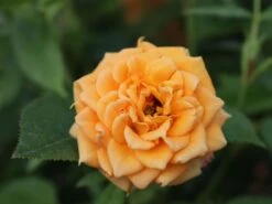 Zwergrose 'Apricot Clementine' ® 24 Zwergrose 'Apricot Clementine' ® -Günstiges Garten Zart Geschäft zwergrose apricot clementine m005772 w 3