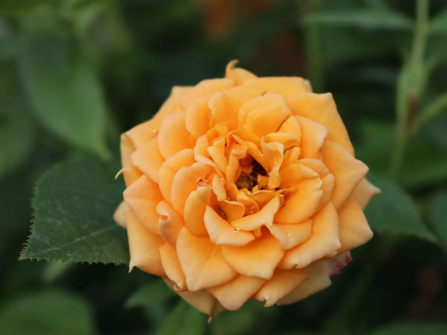 Zwergrose 'Apricot Clementine' ® 11 Zwergrose 'Apricot Clementine' ® – Bild 9