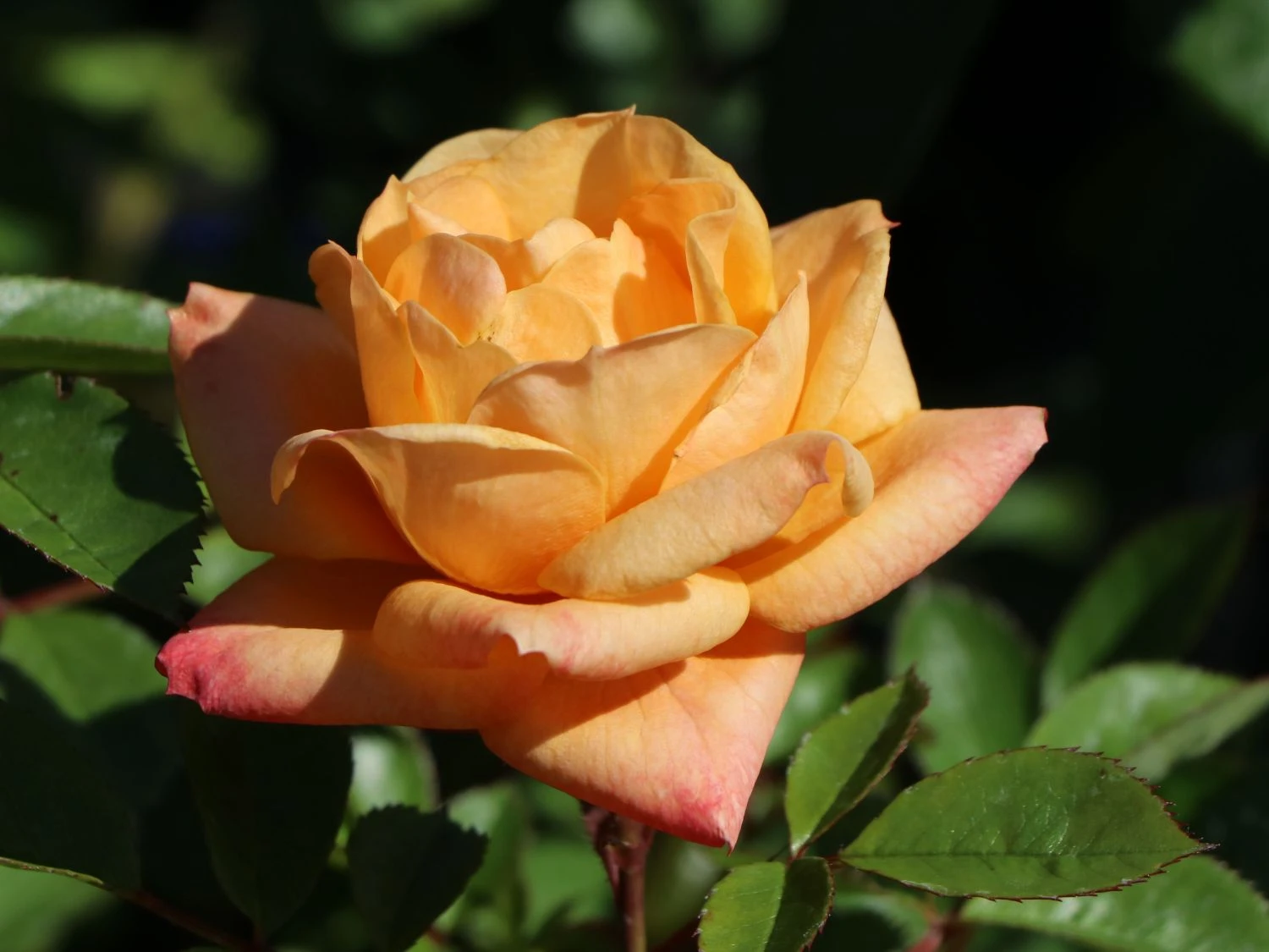 Zwergrose 'Apricot Clementine' ® 4 Zwergrose 'Apricot Clementine' ® – Bild 2