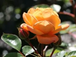 Zwergrose 'Apricot Clementine' ® 23 Zwergrose 'Apricot Clementine' ® -Günstiges Garten Zart Geschäft zwergrose apricot clementine m005772 w 5