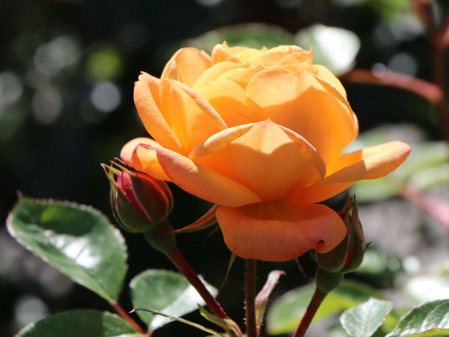 Zwergrose 'Apricot Clementine' ® 10 Zwergrose 'Apricot Clementine' ® – Bild 8