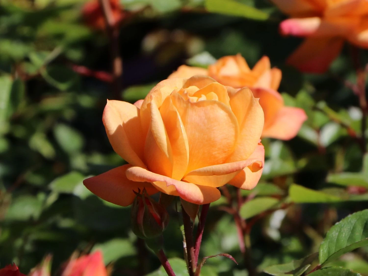 Zwergrose 'Apricot Clementine' ® 9 Zwergrose 'Apricot Clementine' ® – Bild 7