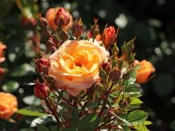 Zwergrose 'Apricot Clementine' ® 19 Zwergrose 'Apricot Clementine' ® -Günstiges Garten Zart Geschäft zwergrose apricot clementine m005772 w 7