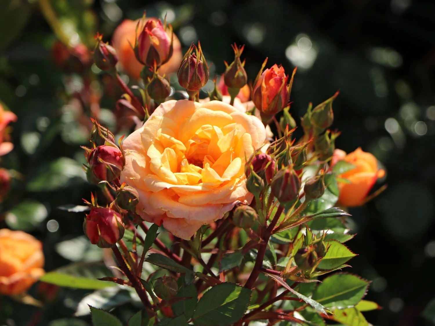 Zwergrose 'Apricot Clementine' ® 6 Zwergrose 'Apricot Clementine' ® – Bild 4