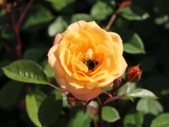 Zwergrose 'Apricot Clementine' ® 21 Zwergrose 'Apricot Clementine' ® -Günstiges Garten Zart Geschäft zwergrose apricot clementine m005772 w 8