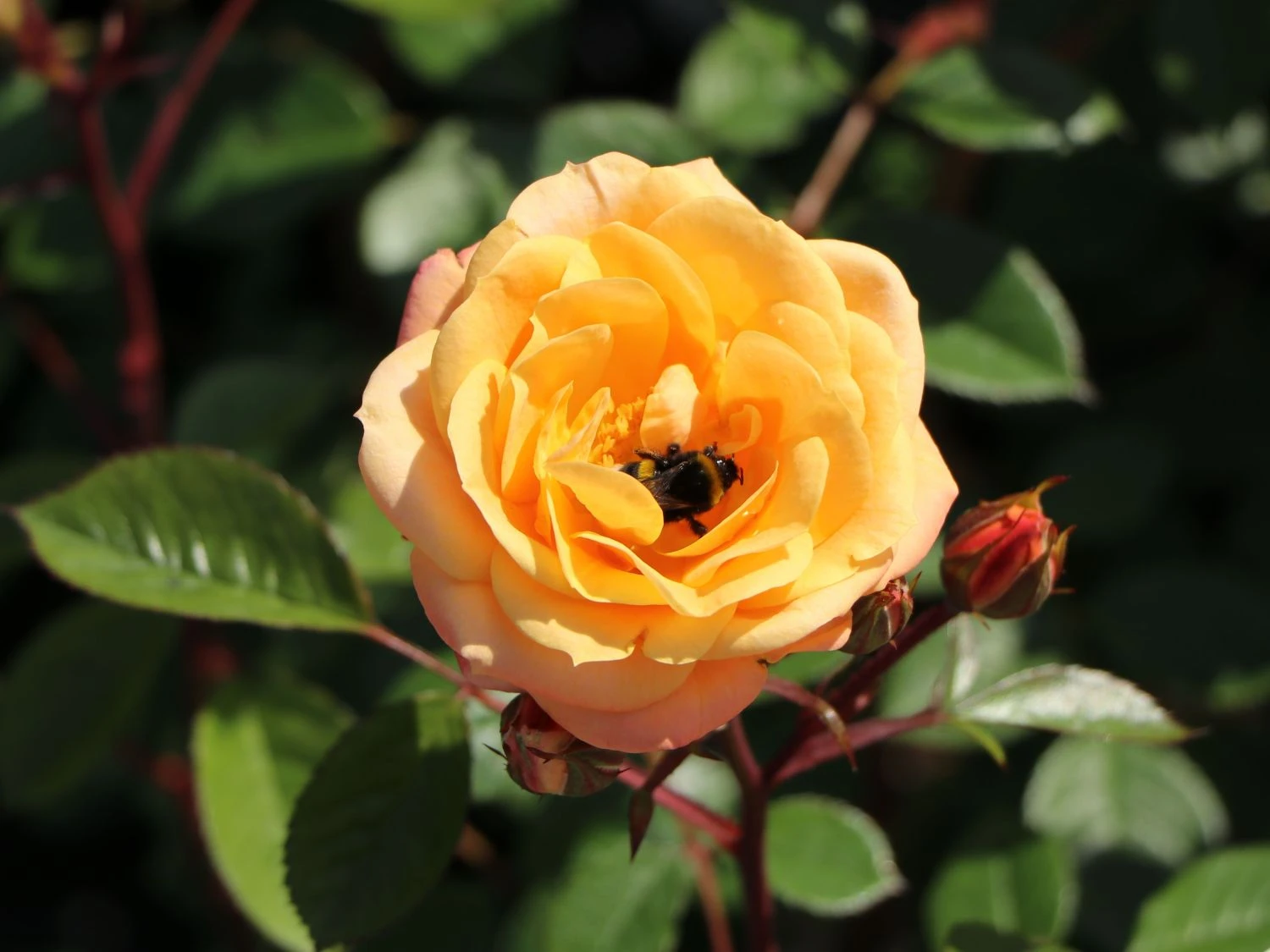 Zwergrose 'Apricot Clementine' ® 8 Zwergrose 'Apricot Clementine' ® – Bild 6