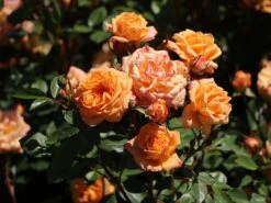 Zwergrose 'Apricot Clementine' ® 18 Zwergrose 'Apricot Clementine' ® -Günstiges Garten Zart Geschäft zwergrose apricot clementine m005772 w 9