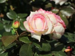 Zwergrose 'Biedermeier' ®