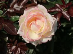 Zwergrose 'Biedermeier' ® -Günstiges Garten Zart Geschäft zwergrose biedermeier m054544 w 5