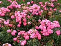 Zwergrose 'Charmant' ® -Günstiges Garten Zart Geschäft zwergrose charmant m002930 w 0