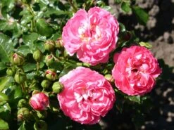 Günstiges Garten Zart Geschäft -Günstiges Garten Zart Geschäft zwergrose charmant m002930 w 1