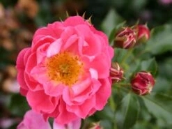 Zwergrose 'Charmant' ® -Günstiges Garten Zart Geschäft zwergrose charmant m002930 w 2