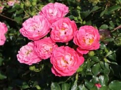 Zwergrose 'Charmant' ® -Günstiges Garten Zart Geschäft zwergrose charmant m002930 w 3