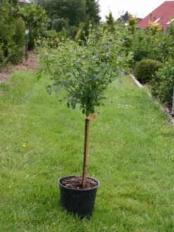 Zwergrose 'Charmant' ® -Günstiges Garten Zart Geschäft zwergrose charmant m002930 w 4