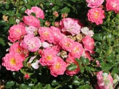 Zwergrose 'Charmant' ® -Günstiges Garten Zart Geschäft zwergrose charmant m002930 w 5