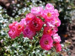 Zwergrose 'Charmant' ® -Günstiges Garten Zart Geschäft zwergrose charmant m002930 w 6