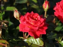 Zwergrose 'Chili Clementine' ®