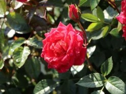 Zwergrose 'Chili Clementine' ® -Günstiges Garten Zart Geschäft zwergrose chili clementine m006104 w 0