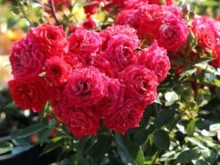 Zwergrose 'Chili Clementine' ® -Günstiges Garten Zart Geschäft zwergrose chili clementine m006104 w 1