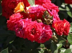 Günstiges Garten Zart Geschäft -Günstiges Garten Zart Geschäft zwergrose chili clementine m006104 w 2