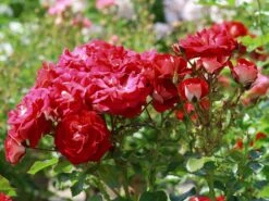 Zwergrose 'Corazon' ®