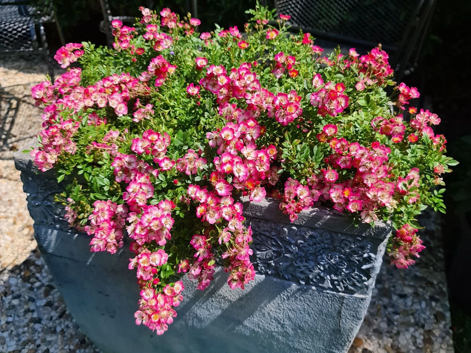 Zwergrose 'Cutie Pie' 3 Zwergrose 'Cutie Pie'