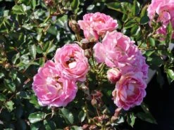 Zwergrose 'Flirt ® 2011' -Günstiges Garten Zart Geschäft zwergrose flirt 2011 m055127 w 0