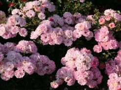 Zwergrose 'Flirt ® 2011' -Günstiges Garten Zart Geschäft zwergrose flirt 2011 m055127 w 1 1