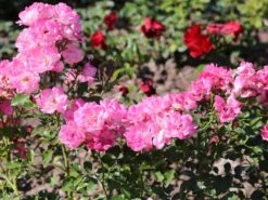 Zwergrose 'Flirt ® 2011' -Günstiges Garten Zart Geschäft zwergrose flirt 2011 m055127 w 1