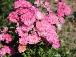 Zwergrose 'Flirt ® 2011' -Günstiges Garten Zart Geschäft zwergrose flirt 2011 m055127 w 2