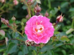 Zwergrose 'Flirt ® 2011' -Günstiges Garten Zart Geschäft zwergrose flirt 2011 m055127 w 3 1