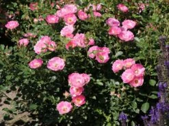 Zwergrose 'Flirt ® 2011' -Günstiges Garten Zart Geschäft zwergrose flirt 2011 m055127 w 3