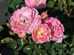 Zwergrose 'Flirt ® 2011' -Günstiges Garten Zart Geschäft zwergrose flirt 2011 m055127 w 4 1