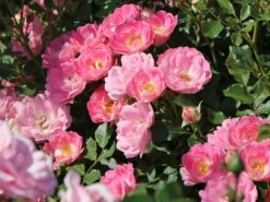 Zwergrose 'Flirt ® 2011' -Günstiges Garten Zart Geschäft zwergrose flirt 2011 m055127 w 4