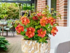 Zwergrose 'Havanna' -Günstiges Garten Zart Geschäft zwergrose havanna m122250 w 0